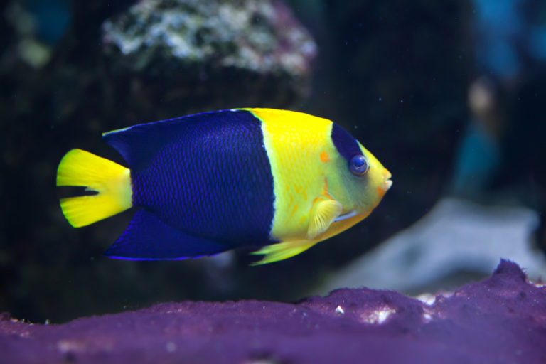 15-awesome-types-of-saltwater-angelfish-build-your-aquarium