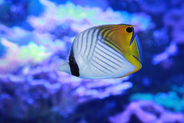 20 Best Saltwater Aquarium Fish (Species Guide for Beginners)