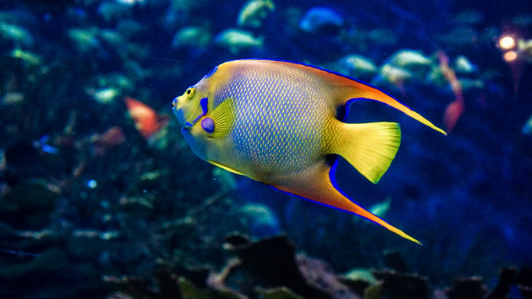 15 Awesome Types of Saltwater Angelfish | Build Your Aquarium