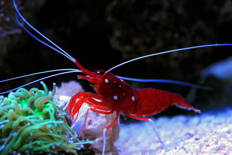 12 Saltwater Shrimp Species for Reef Tanks | Build Your Aquarium