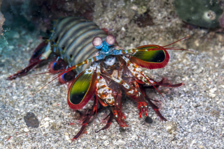 12 Saltwater Shrimp Species For Reef Tanks | Build Your Aquarium