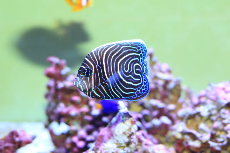 15 Awesome Types Of Saltwater Angelfish Build Your Aquarium