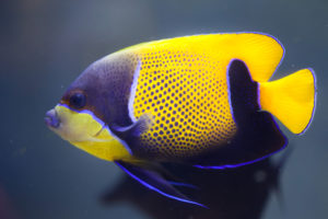 15 Awesome Types of Saltwater Angelfish | Build Your Aquarium