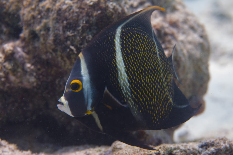 15 Awesome Types Of Saltwater Angelfish Build Your Aquarium