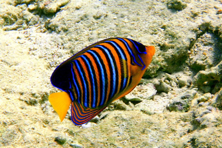 15 Awesome Types Of Saltwater Angelfish Build Your Aquarium