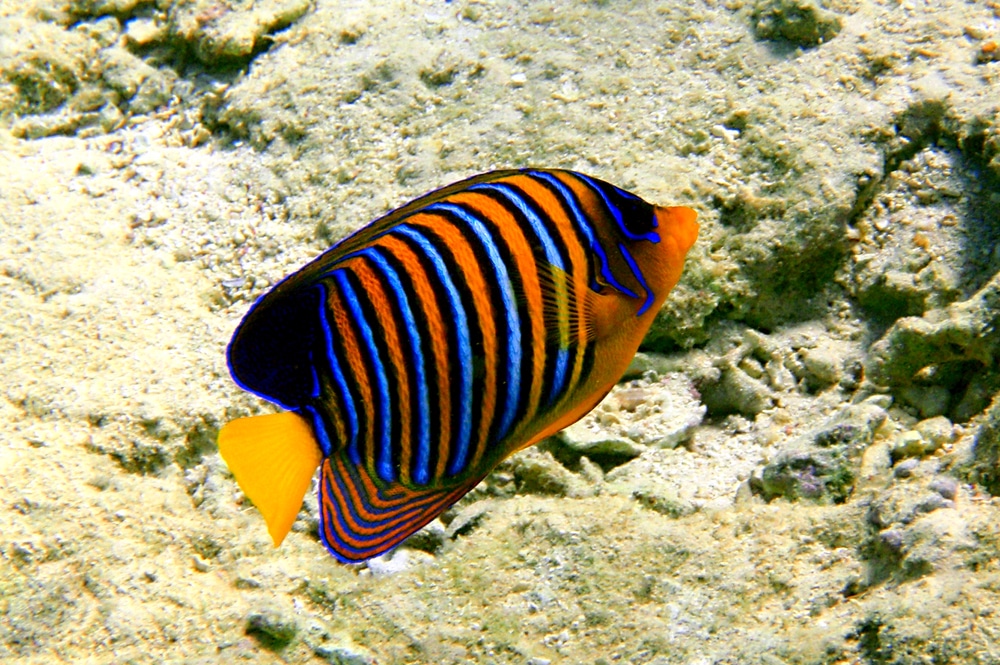15-awesome-types-of-saltwater-angelfish-build-your-aquarium