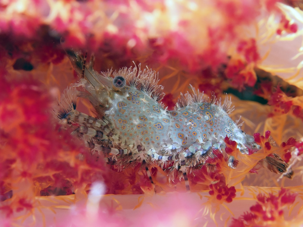 Saltwater Shrimp Species For Reef Tanks Build Your Aquarium
