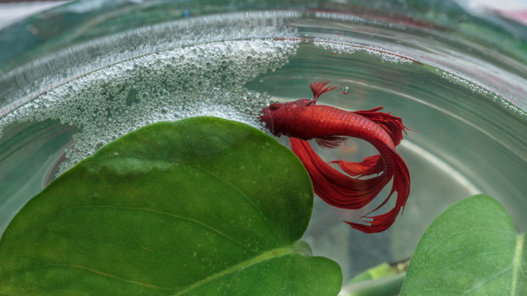 Betta bubble nest