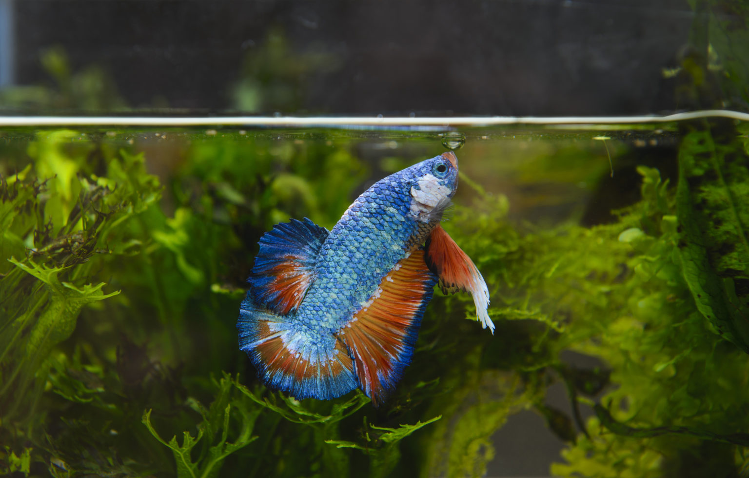 15 Low Maintenance Fish for a Stress-Free Tank - Build Your Aquarium