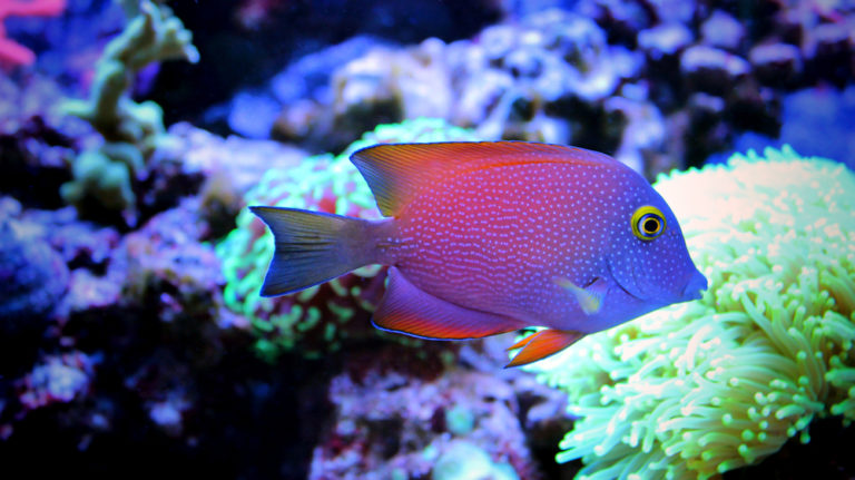 20 Best Saltwater Aquarium Fish (Species Guide for Beginners)