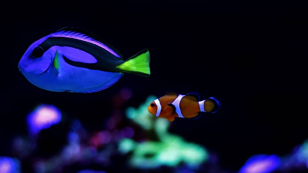 coolest saltwater aquarium fish