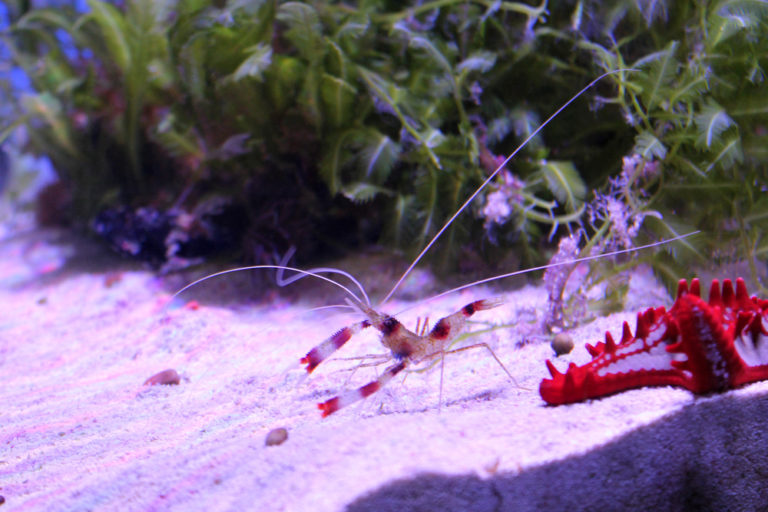 12 Saltwater Shrimp Species for Reef Tanks | Build Your Aquarium