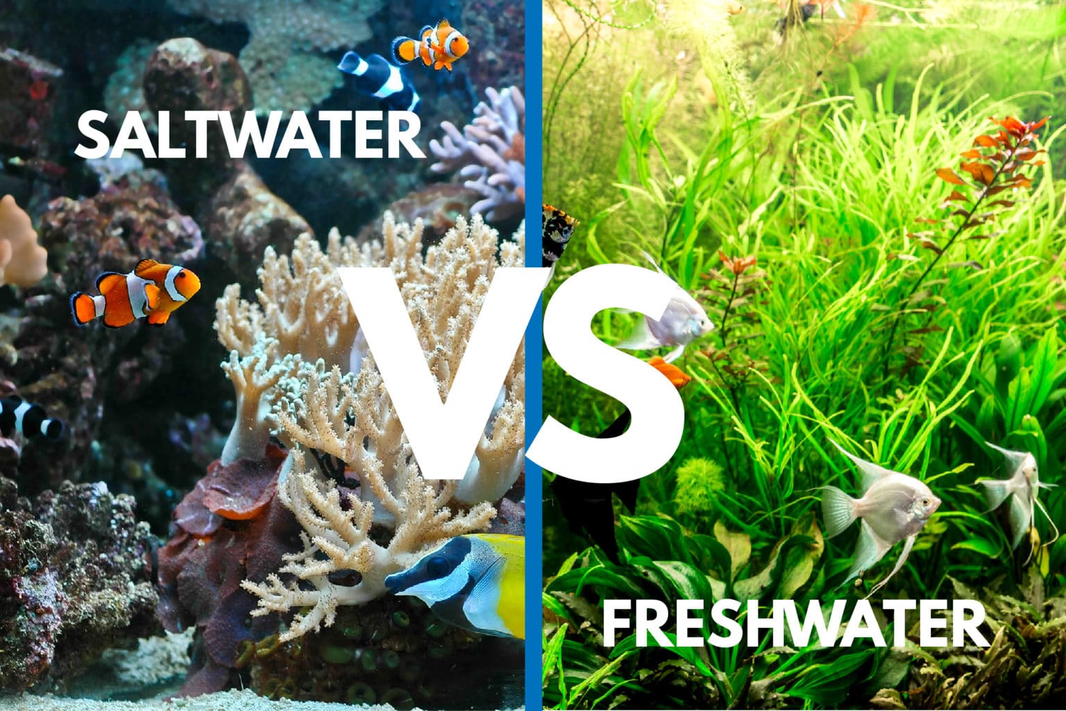 Saltwater Vs Freshwater Aquariums Weighing The Pros Cons