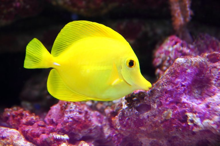 10 Popular Types of Tangs & Surgeonfish: Species Guide