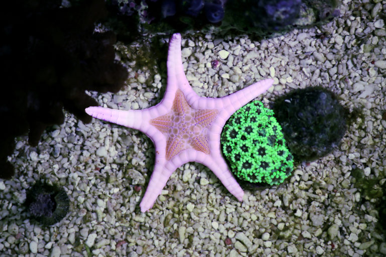 13 Types of Saltwater Starfish for Aquariums | Build Your Aquarium