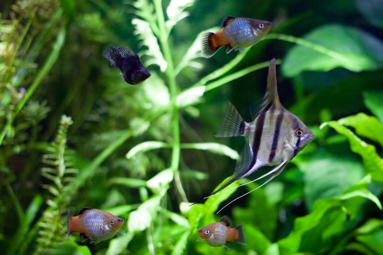 10 Compatible Severum Tank Mates (Species Guide) Build Your Aquarium