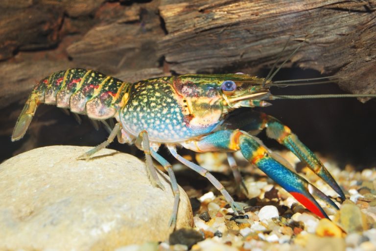 Keeping Freshwater Aquarium Crayfish: The Complete Guide