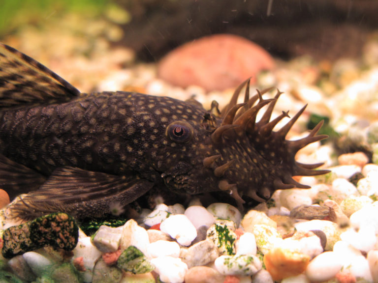 Bristlenose Pleco Care: The Complete Guide - Build Your Aquarium