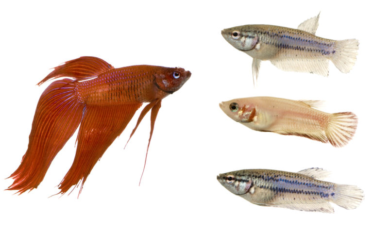 male-vs-female-betta-fish-appearance-behavior-differences