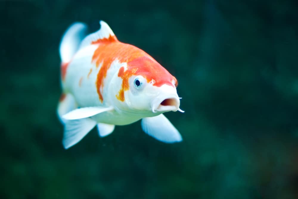 15 Popular Types of Koi Fish (Variety, Care, & Classification Guide)