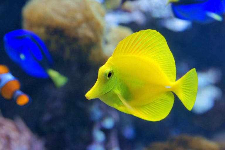 10 Vibrant Yellow Aquarium Fish Species 