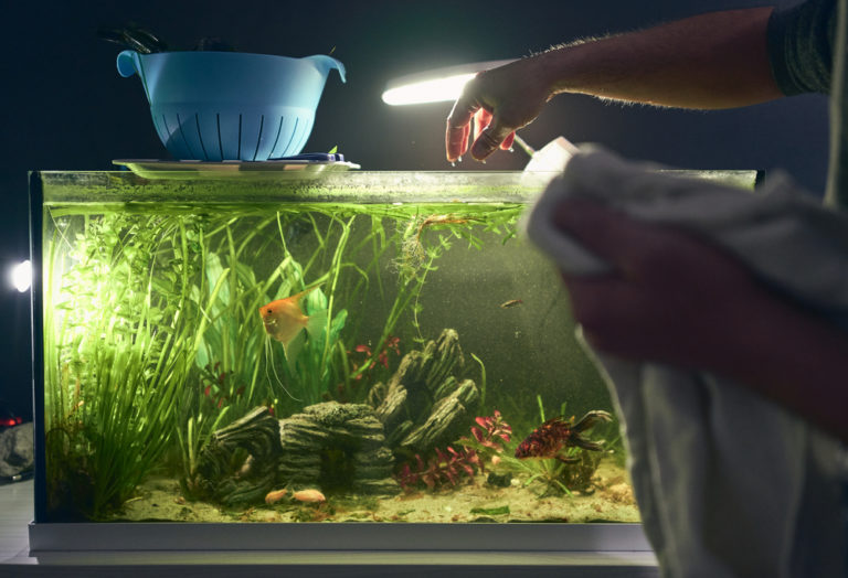 What To Do If Your Fish Tank Smells Bad A Complete Guide