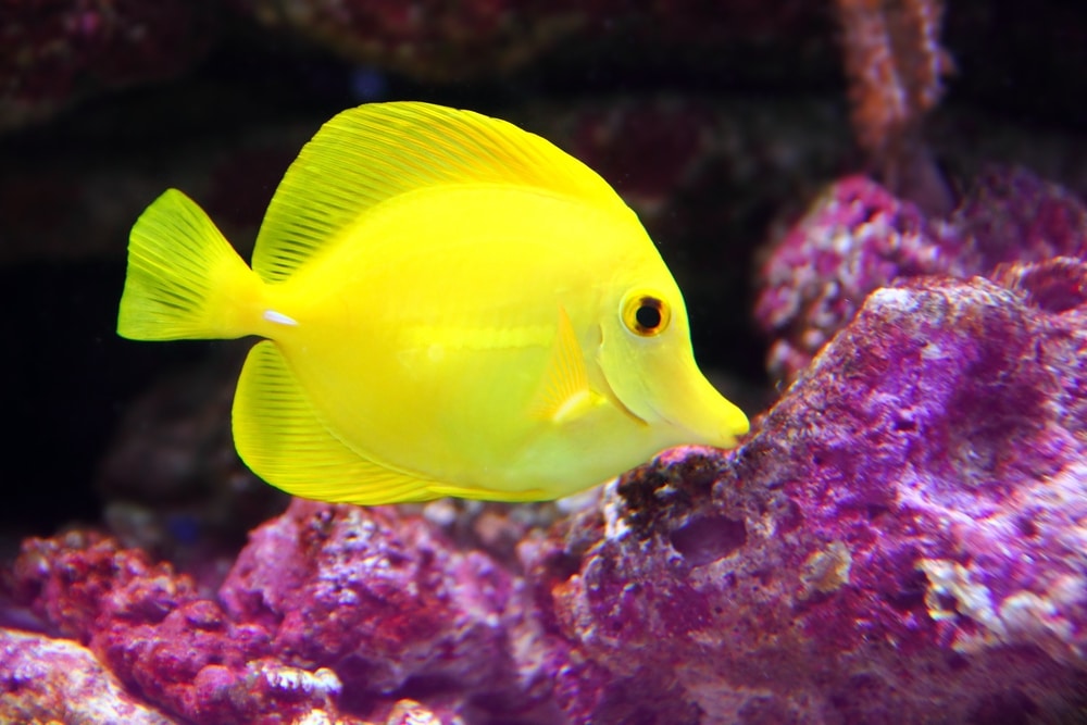 10 Vibrant Yellow Aquarium Fish Species 