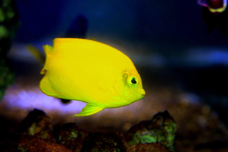 yellow freshwater fish