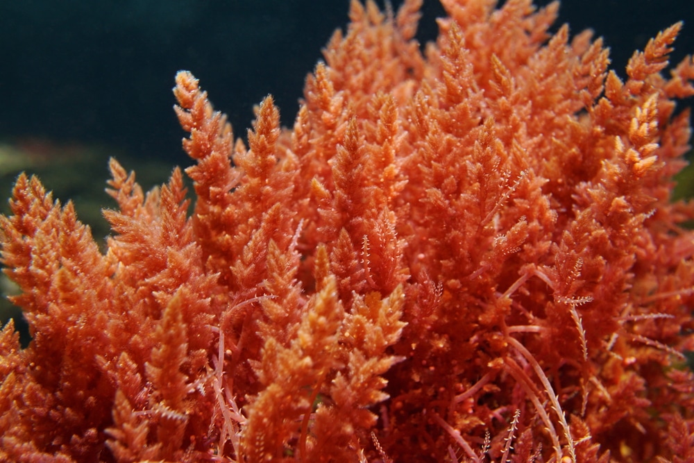 10 Types Of Macroalgae Saltwater Plants For Reef Tanks