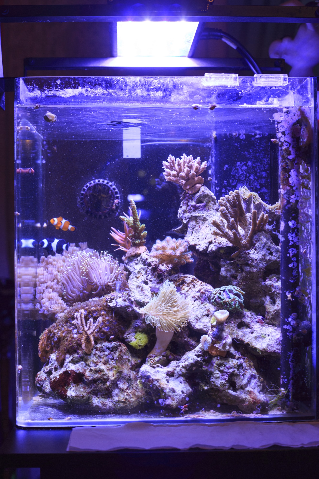 small reef tank fish