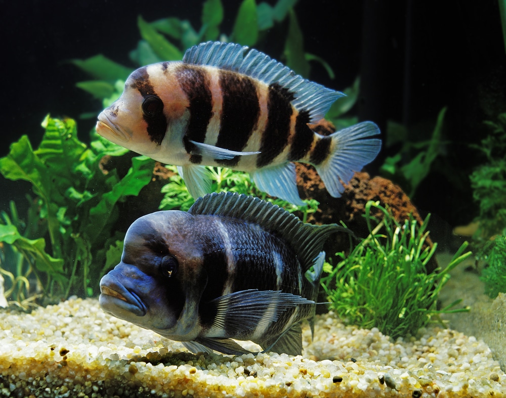 frontosa fish care
