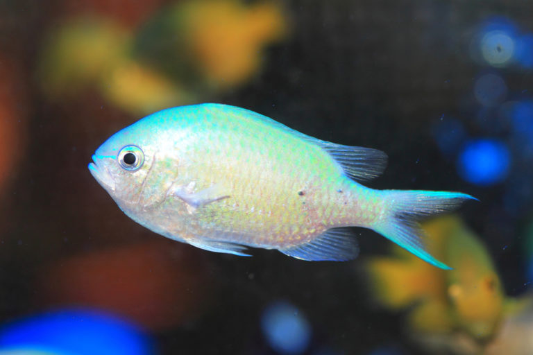 Damselfish: 10 Types & How to Keep Them - Build Your Aquarium