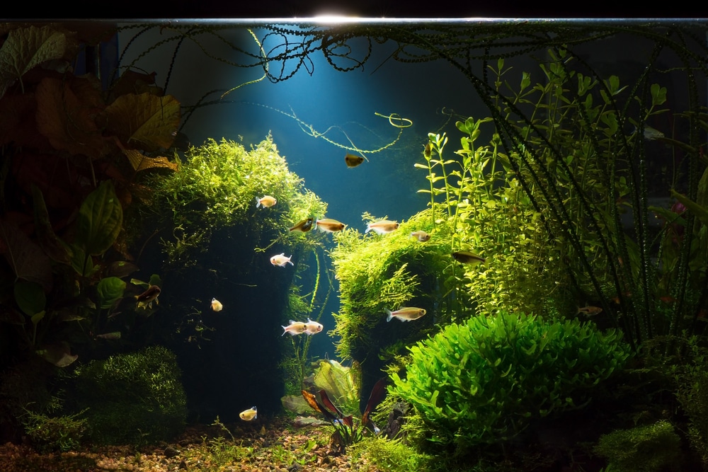 Do Fish Need Light at Night? Aquarium Night Lighting