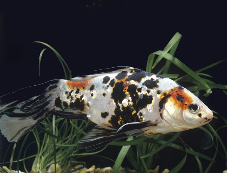 10 Best Breeders to Buy Goldfish Online From - Build Your Aquarium