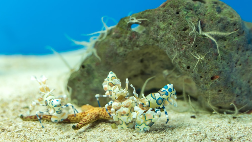 Harlequin shrimp eating a starfish