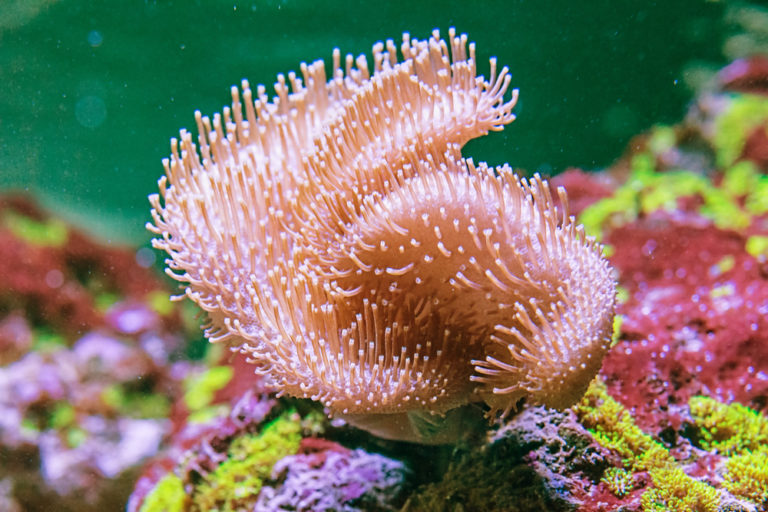 Toadstool Coral Care, Information, & Pictures - Build Your Aquarium