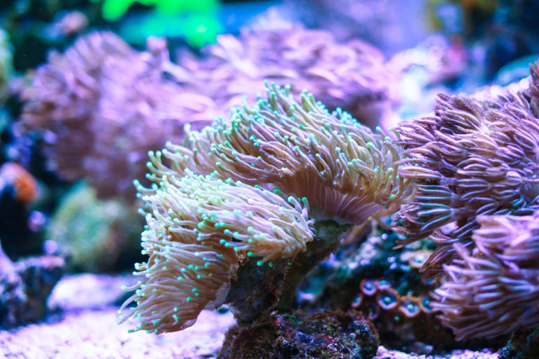 Best LPS Corals for Beginners (Ranked by Difficulty) - Build Your Aquarium