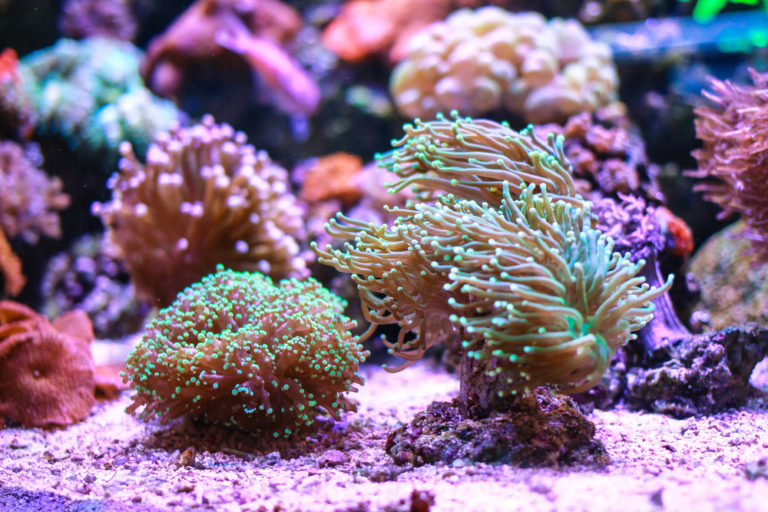 Torch Coral Care, Information, & Pictures - Build Your Aquarium