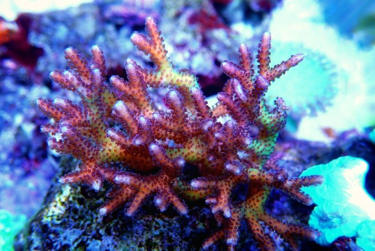 7 Best SPS Corals for Beginners (Ranked by Difficulty)