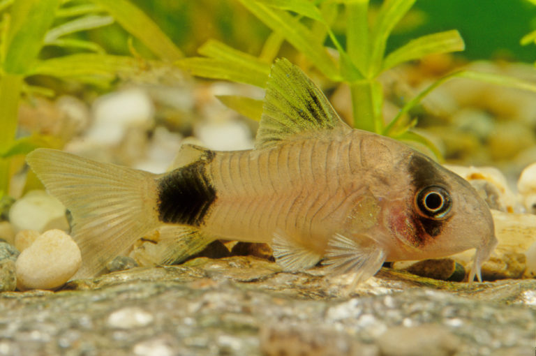 11 Types of Cory Catfish (Species Guide) - Build Your Aquarium