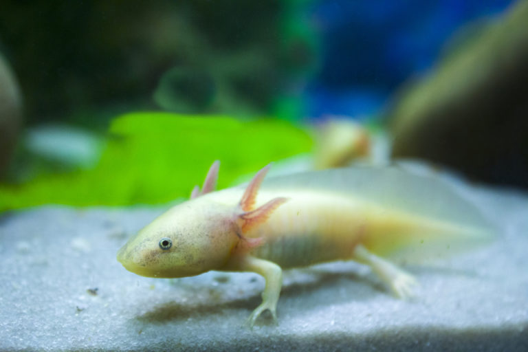 10 Best Plants for Axolotl Tanks - Build Your Aquarium