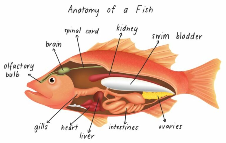 How to Treat Swim Bladder Disease in Aquarium Fish