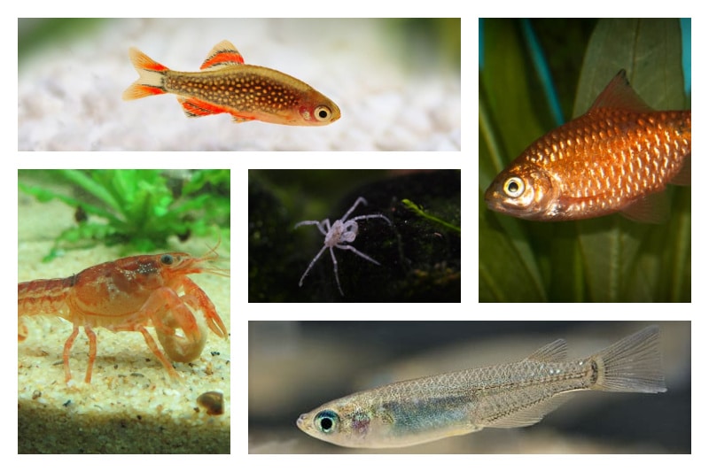Op het randje Weigeren Pijnstiller 25 Awesome Cold Water Fish for Freshwater Aquariums (With Pictures)