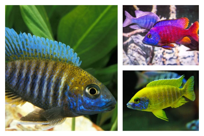 The Ultimate Peacock Cichlid Care Guide Build Your Aquarium