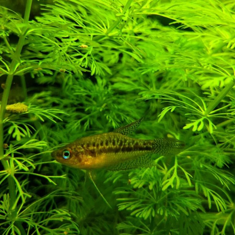 Sparkling Gourami Care, Information, and Pictures (Pygmy Gourami)