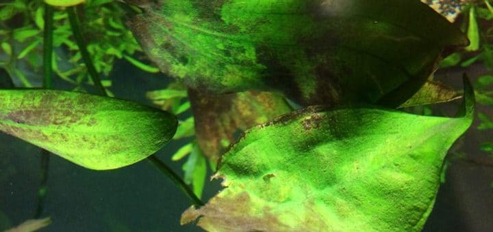 Brown Algae Aquarium Issues: How to Get Rid of It for Good - Quarium Brown Algae