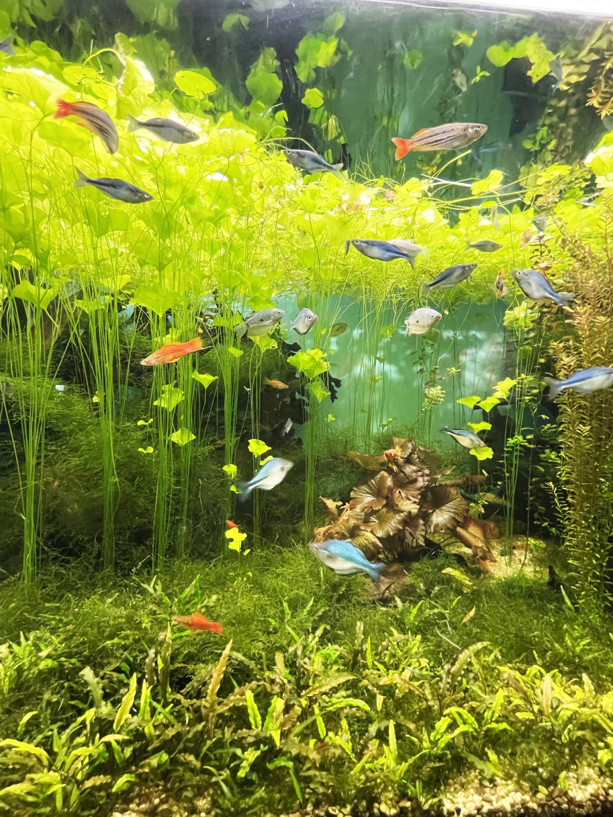 Floating Aquarium Plants A Complete Guide