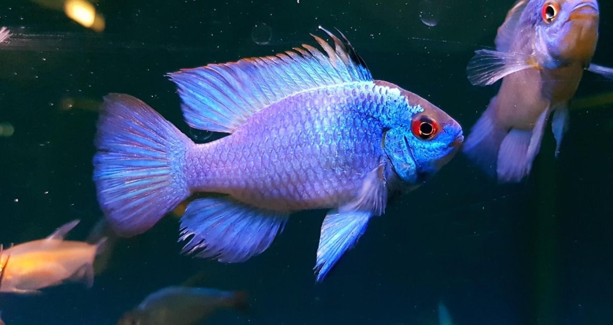 Types of Electric Blue Cichlid