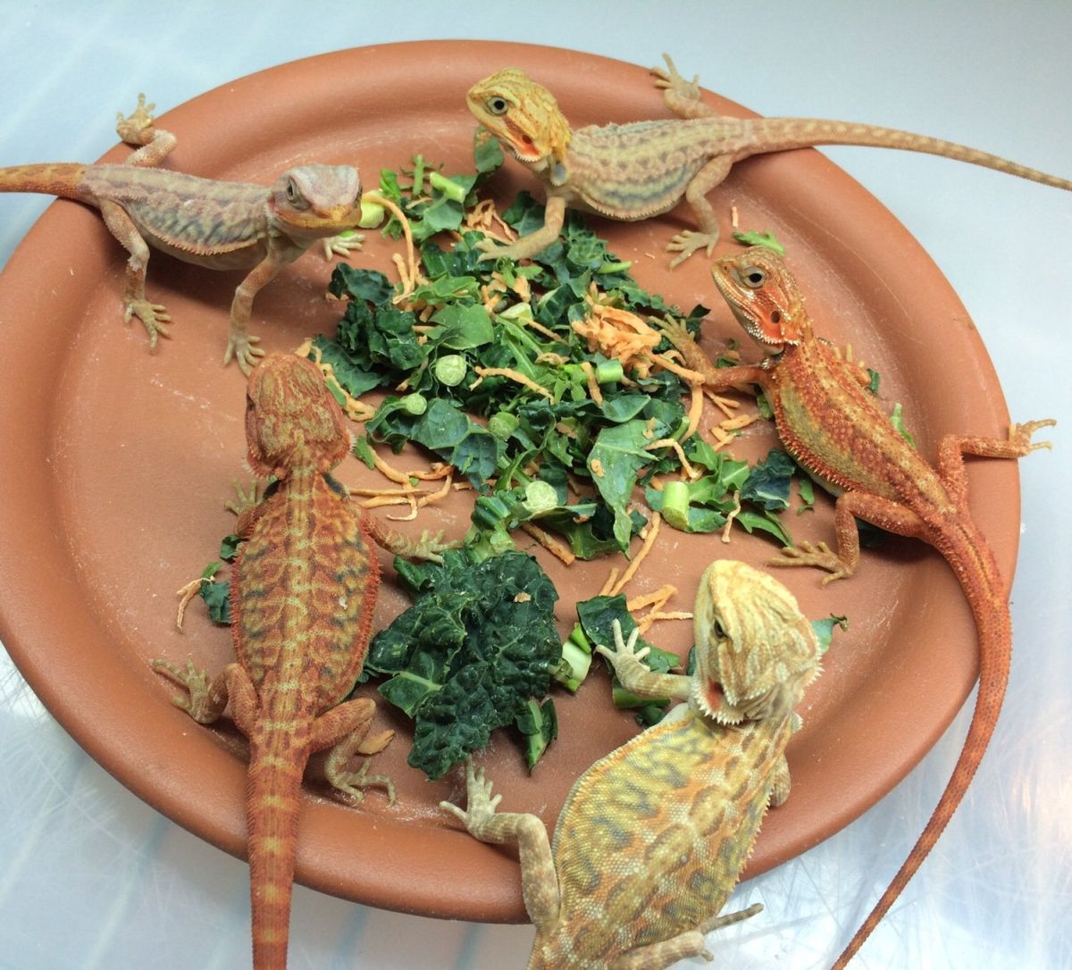 What Do Baby Lizards Eat? How to Feed Young Pet Lizards