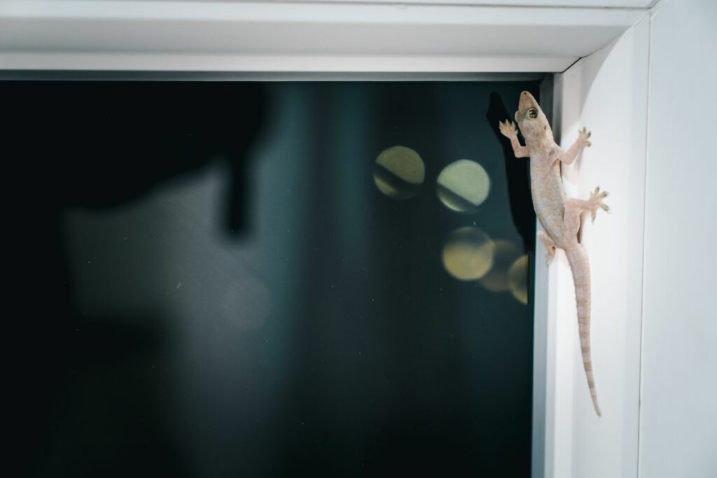 How to Get Rid of Lizards in the House